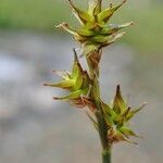 Carex echinata Φρούτο