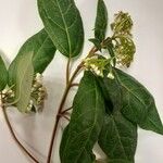 Viburnum tinusFlower