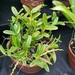 Epidendrum rigidum 整株植物
