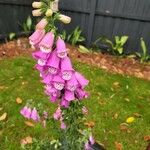 Digitalis purpureaÇiçek