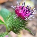 Arctium minus Lorea