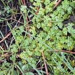 Alchemilla australis Лист