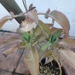 Kalanchoe daigremontianaFoglia