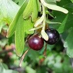 Ribes aureum Vrucht