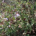 Plumbago europaea Other
