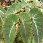 Begonia angularis Leaf