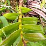 Epidendrum patens Hoja