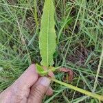 Rumex brownii পাতা