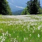 Eriophorum latifolium Хабит