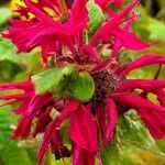 Monarda didyma പുഷ്പം