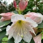 Rhododendron decorum Flower
