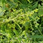 Atriplex prostrata Fruit