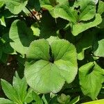 Ligularia dentata Leaf