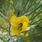 Senna artemisioides Blüte