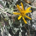 Jacobaea uniflora Flower