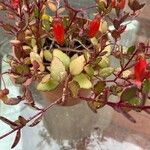 Kalanchoe manginii Цвят
