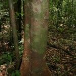Protium aracouchini Кора