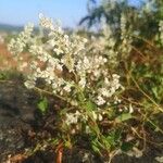 Fallopia aubertiiFlower