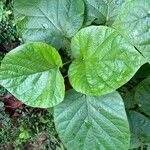 Adina cordifolia Leaf