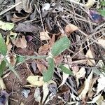 Vigna vexillata Folha