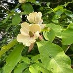 Magnolia obovata आदत