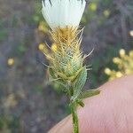 Centaurea diffusa Flor