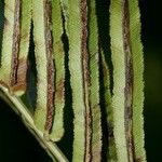 Telmatoblechnum indicum Fruit