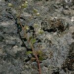 Sedum fragrans Habitus