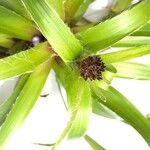 Luzula spicata Blomst