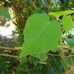 Dombeya burgessiae Лист