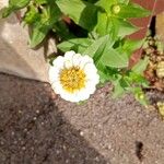 Zinnia elegansКветка