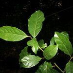 Ocotea floribunda Drugo