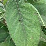 Liatris aspera Leaf