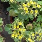 Aichryson laxum 花