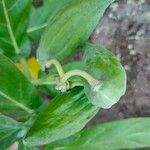 Calotropis gigantea Ffrwyth