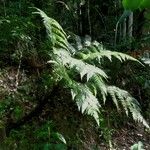 Cyathea cyatheoides Облик