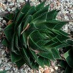 Aristaloe aristata cv. 'Cosmo' Агульны выгляд