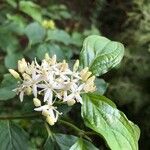 Cornus sanguineaFlower