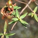 Hypericum lanceolatum Лист