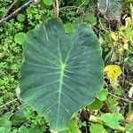 Colocasia esculenta पत्ता