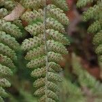 Dryopteris dilatata Feuille