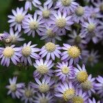 Pericallis steetzii Flower