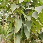 Holarrhena pubescens Leaf