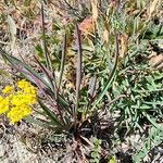 Bupleurum ranunculoides Leaf