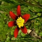Sparaxis tricolor Virág