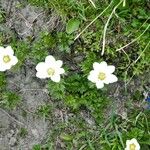 Anemone baldensis Fula