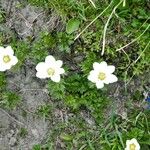 Anemone baldensis പുഷ്പം