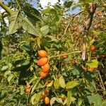 Rosa canina Fruit