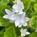 Campanula garganica Blomst