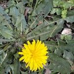 Taraxacum obovatum Çiçek